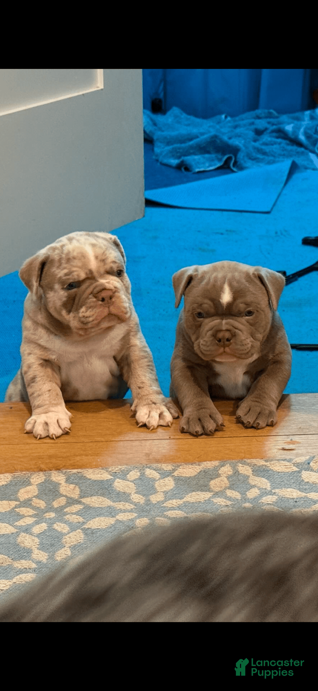 American Bully dogs for sale: Exotic Bullies - Image 1
