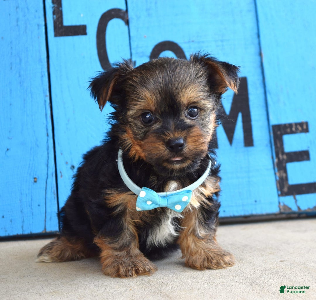 Yorkshire Terrier dogs for sale: Anderson - Image 6