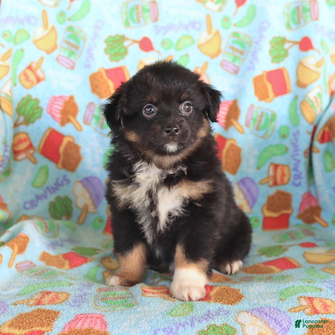  dogs for sale: Olivia - Image 5