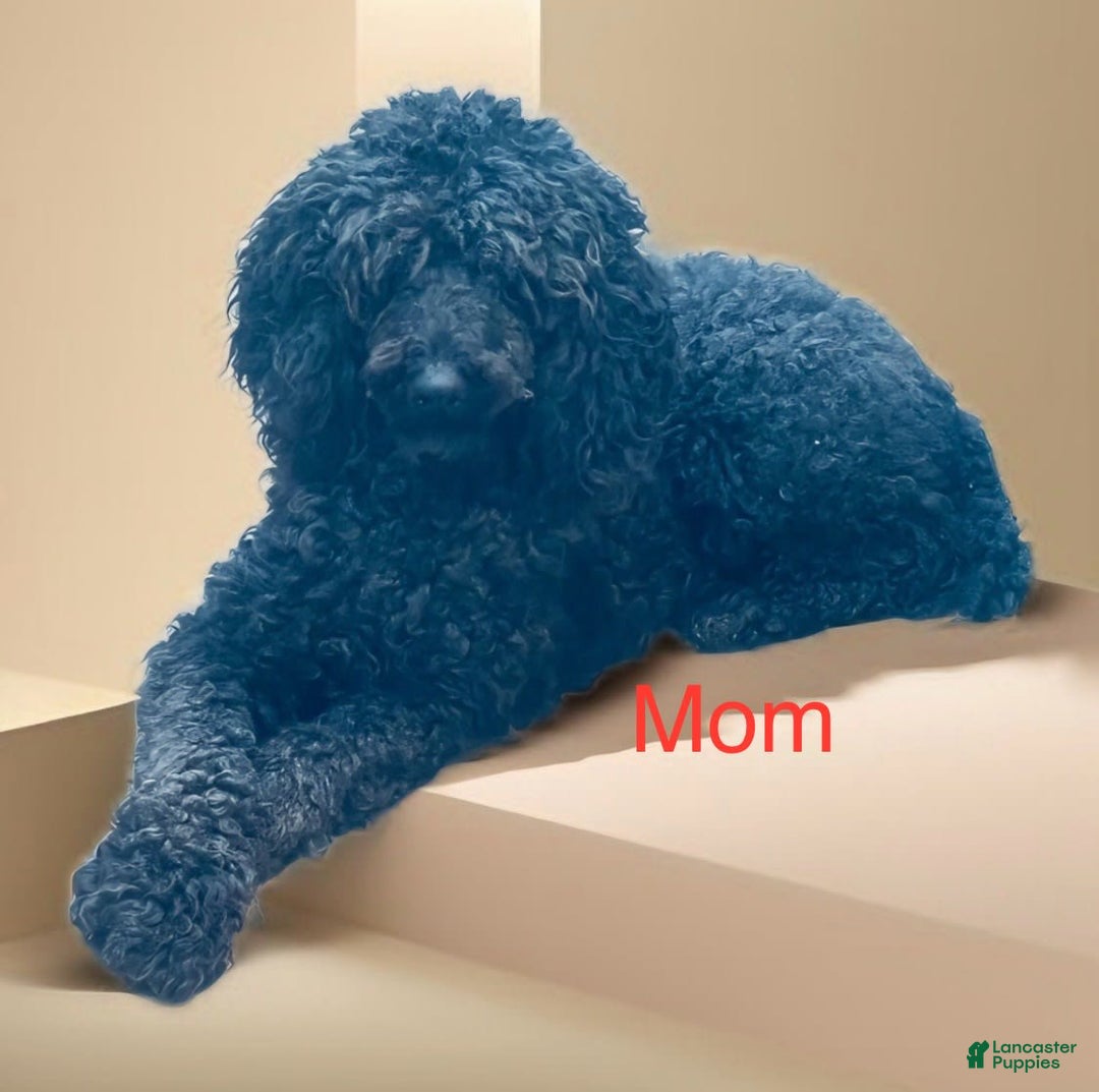 Standard Poodle dogs for sale: Pinta - Image 7