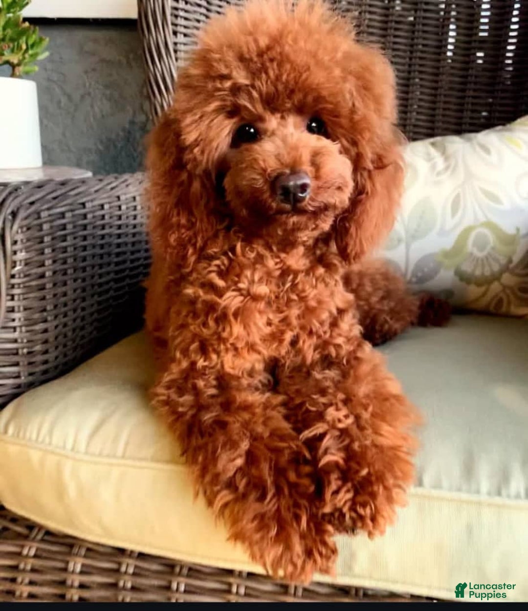 Toy Poodle dogs for sale: Duke - Image 6