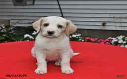 Goldador dogs for sale: Maddie - Image 1