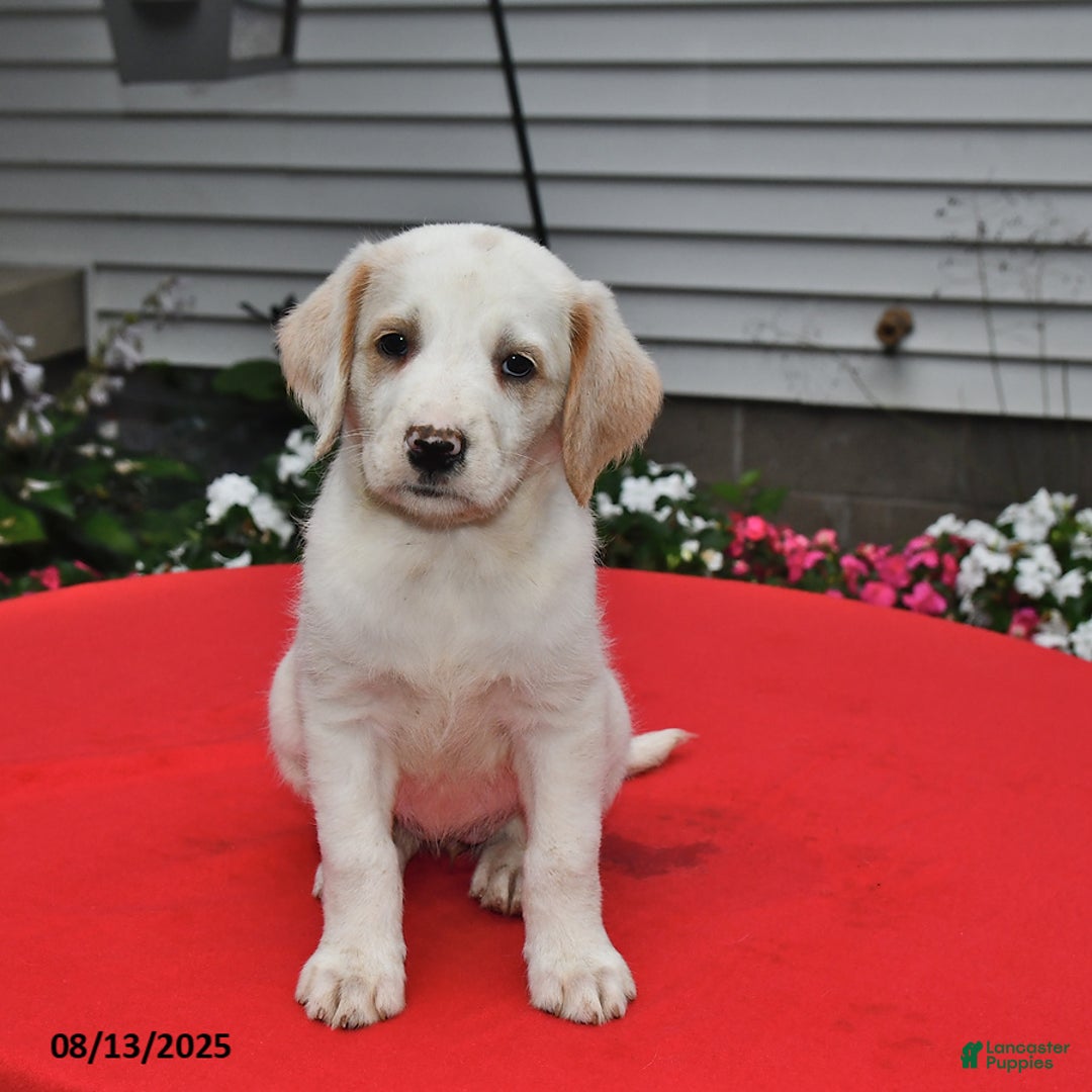 Goldador dogs for sale: Maddie - Image 1