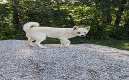 Alaskan Klee Kai dogs for sale: Snowball - Image 1