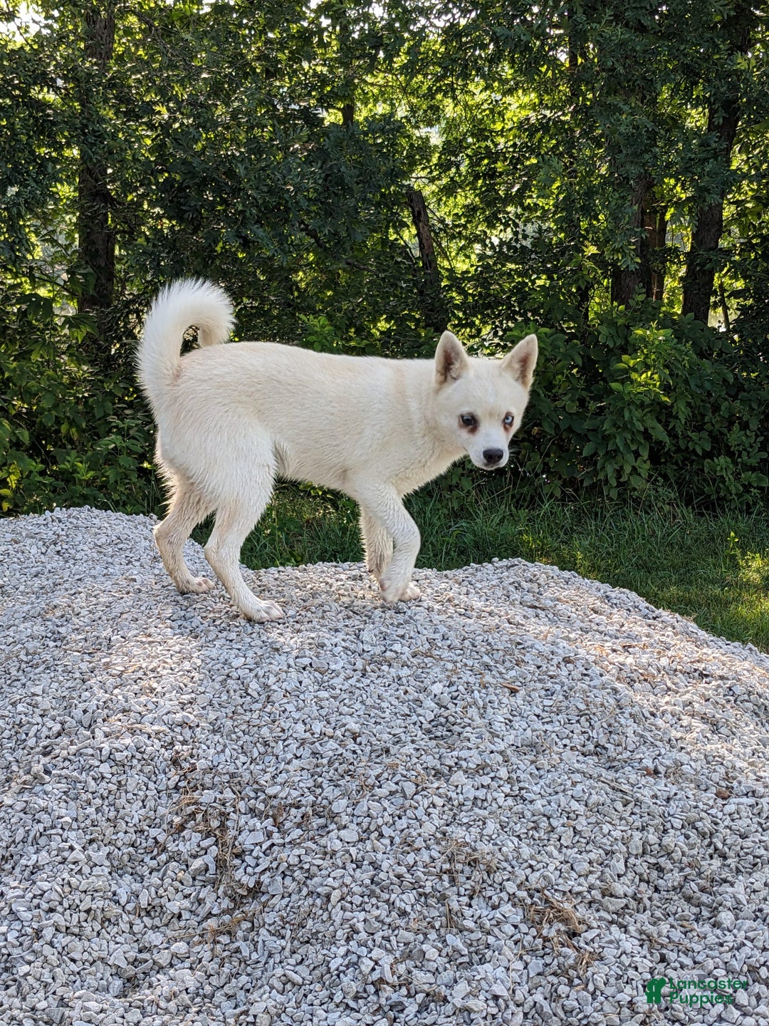 Alaskan Klee Kai dogs for sale: Snowball - Image 1
