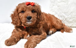 Mini Goldendoodle dogs for sale: Rambo - Image 5