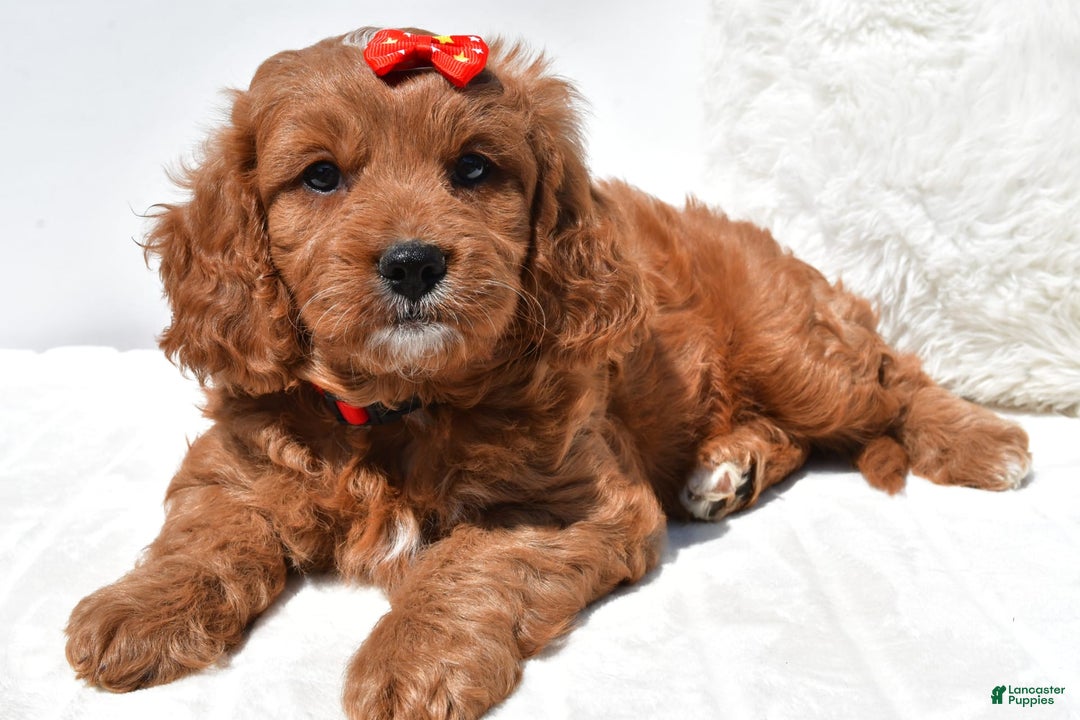 Mini Goldendoodle dogs for sale: Rambo - Image 5
