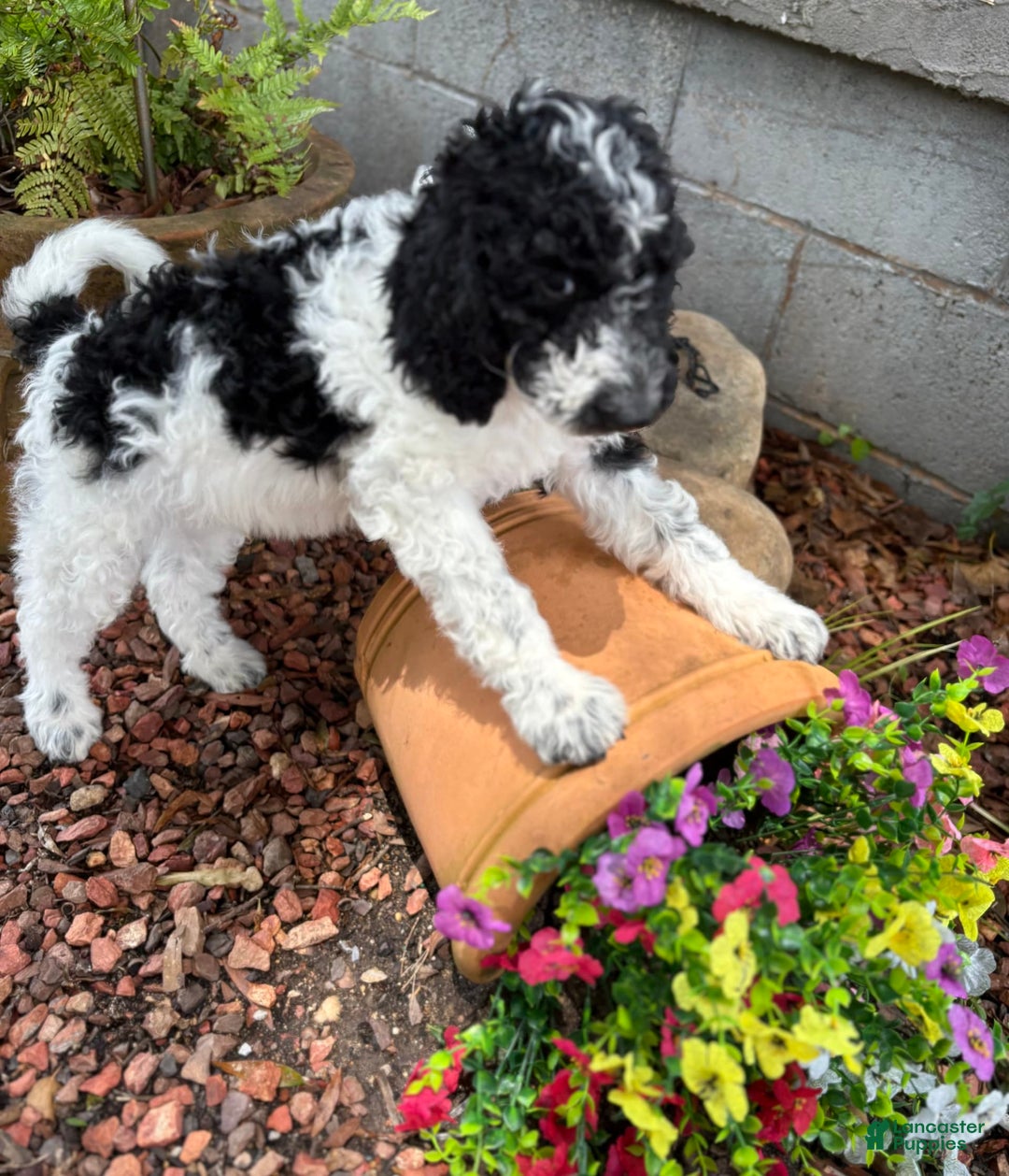 Standard Poodle dogs for sale: Lighting - Image 2