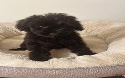 Yorkiepoo dogs for sale: Simba - Image 1