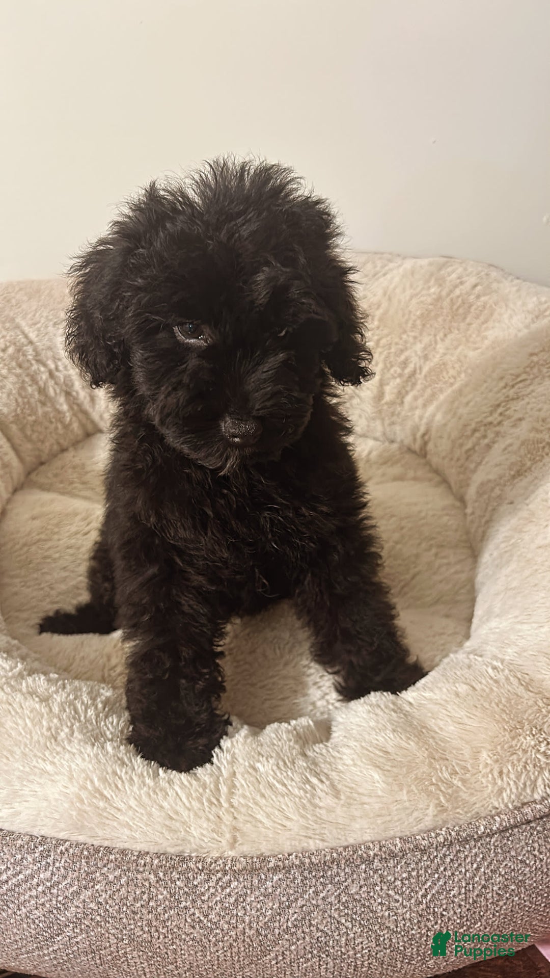 Yorkiepoo dogs for sale: Simba - Image 1