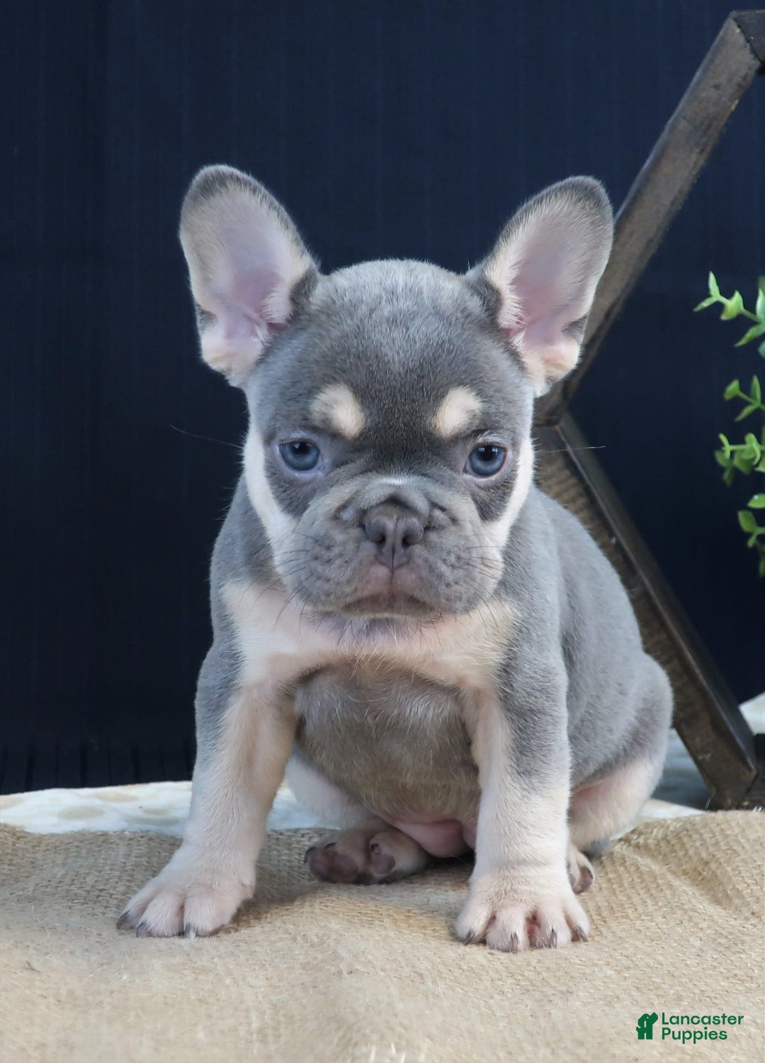 French Bulldog dogs for sale: Bella - Image 3