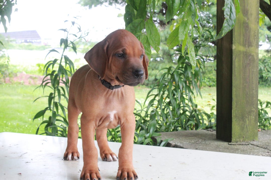 Rhodesian Ridgeback dogs for sale: Greg - Image 10
