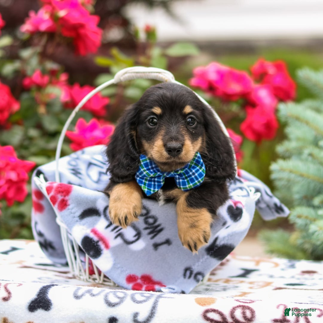 Miniature Dachshund dogs for sale: Quixie - Image 3