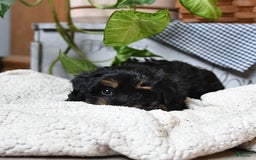 Havapoo dogs for sale: House Raised Sparkles - Image 10