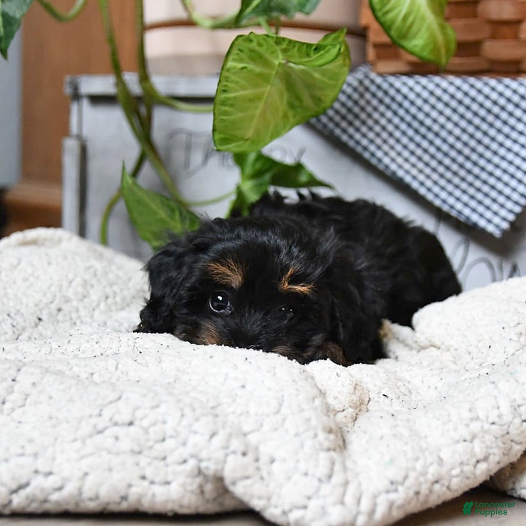 Havapoo dogs for sale: House Raised Sparkles - Image 10