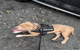 American Bully dogs for stud: Tazz Tornado - Image 2