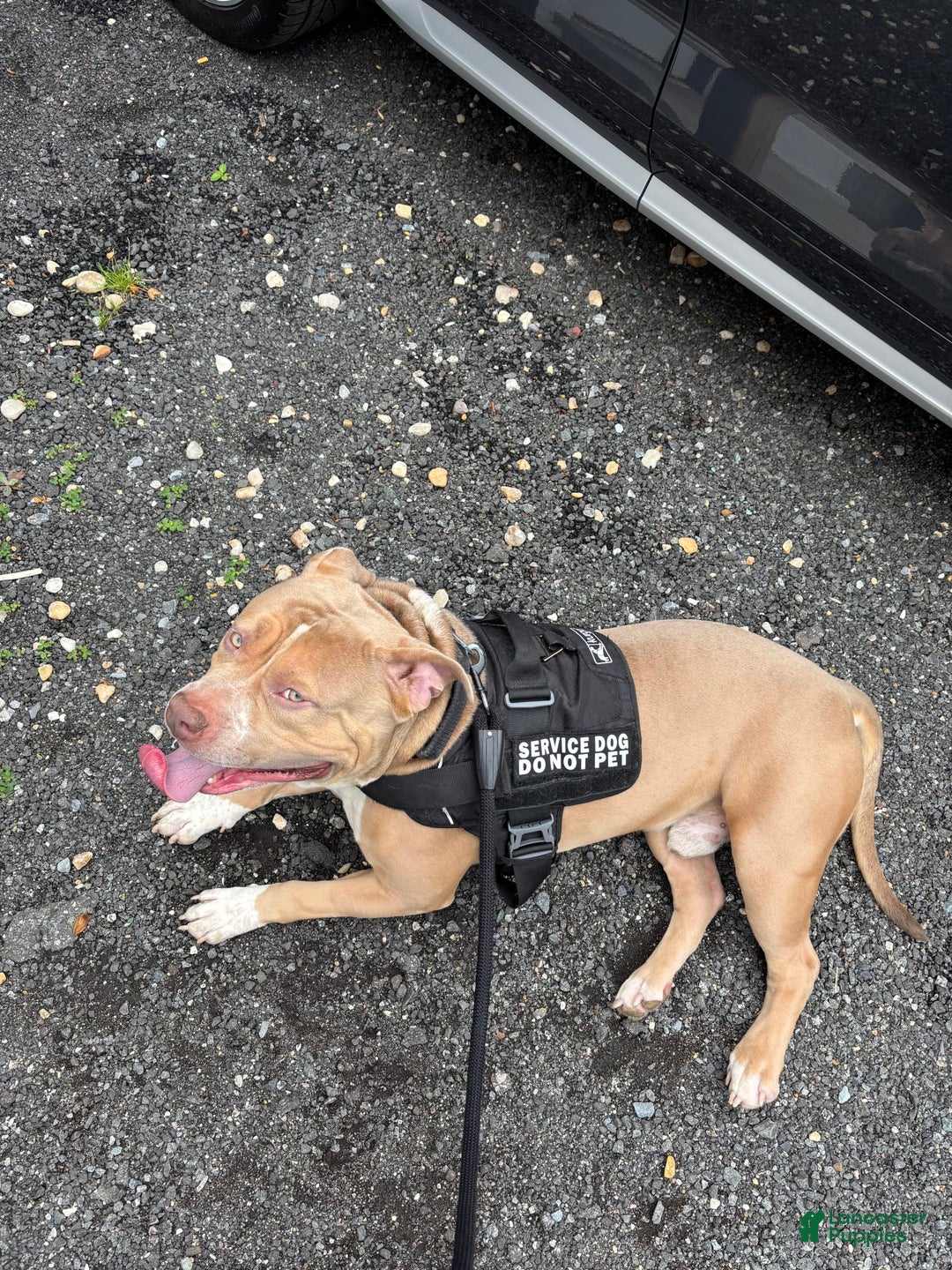 American Bully dogs for stud: Tazz Tornado - Image 2