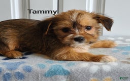 Shorkie dogs for sale: Tammy - Image 2