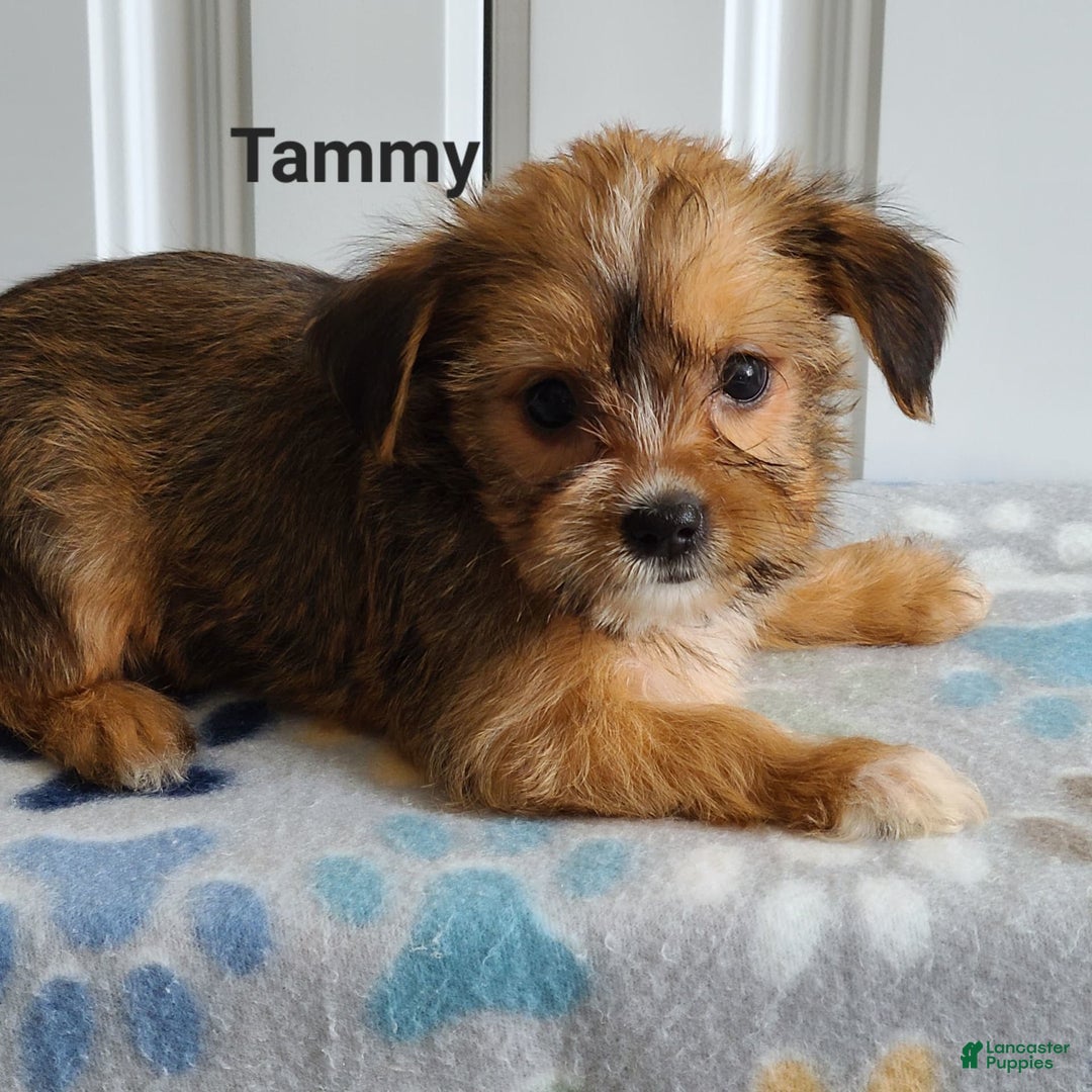 Shorkie dogs for sale: Tammy - Image 2