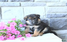 German Shepherd dogs for sale: Zane - Image 8