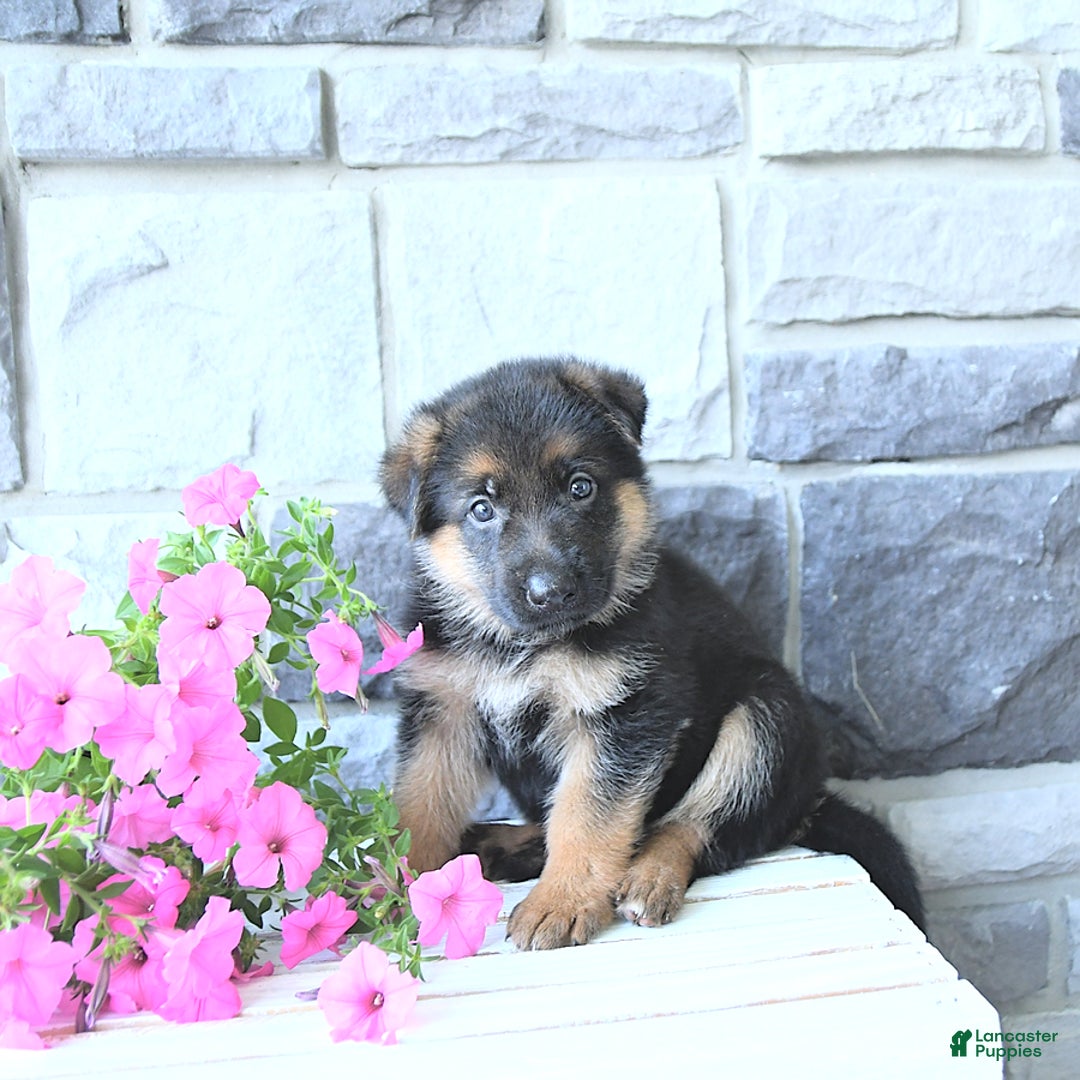 German Shepherd dogs for sale: Zane - Image 8