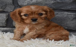 Cavalier King Charles Spaniel dogs for sale: Benny - Image 5