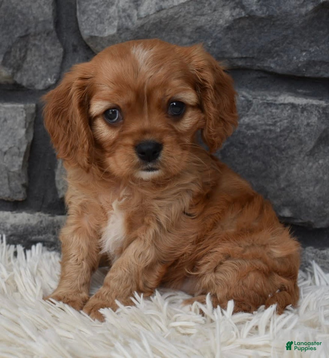 Cavalier King Charles Spaniel dogs for sale: Benny - Image 5