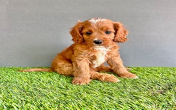 Cavapoo dogs for sale: Rocky - Image 2