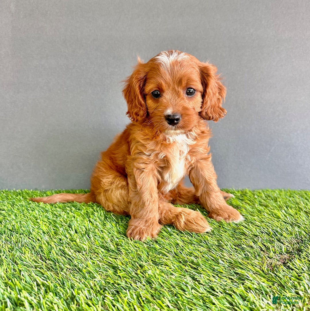 Cavapoo dogs for sale: Rocky - Image 2
