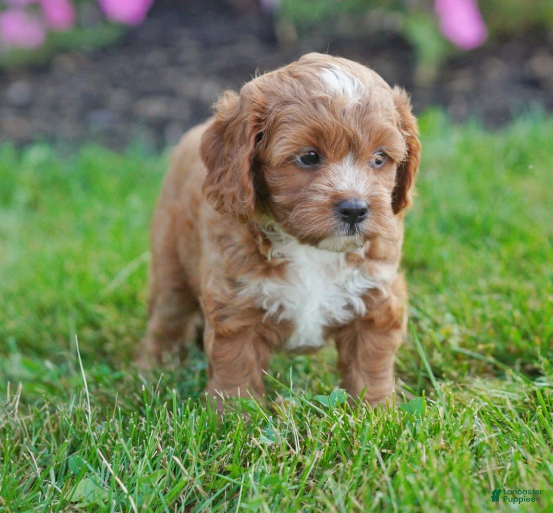 Cavapoo dogs for sale: Cocoa - Image 2