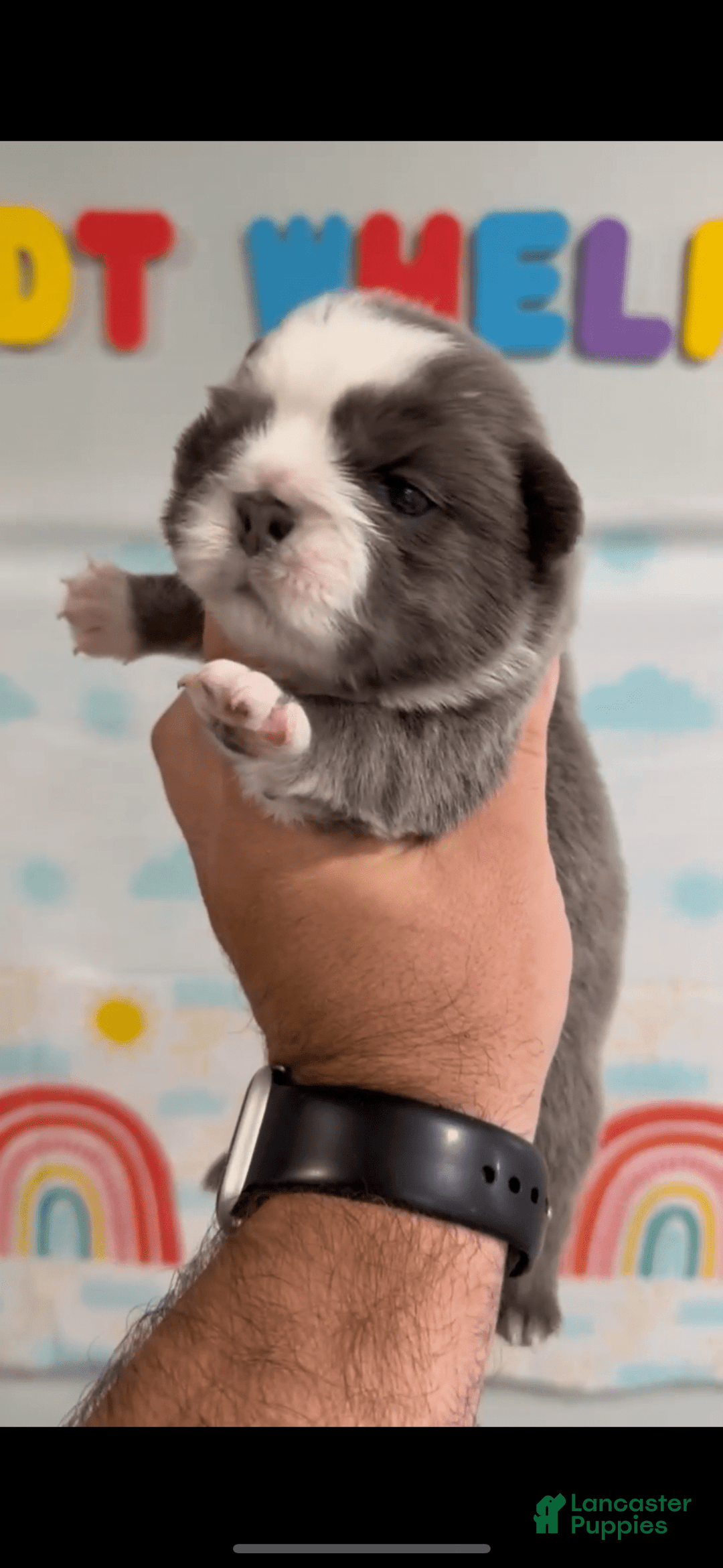 French Bulldog dogs for sale: Fluffy Panda Female 2 - Image 7