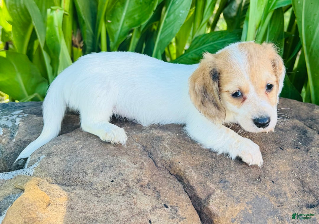 Miniature Dachshund dogs for sale: Libby LH - Image 7