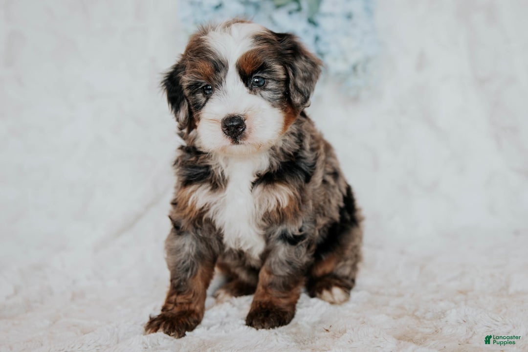 Mini Bernedoodle dogs for sale: Micky F1b - Image 4