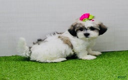 Malshi dogs for sale: Fawn - Image 7