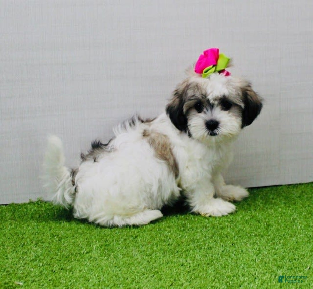 Malshi dogs for sale: Fawn - Image 7