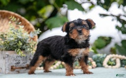 Shorkie dogs for sale: Holly - Image 5