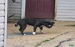 American Pit Bull Terrier dogs for sale: Baby Chop - Image 4