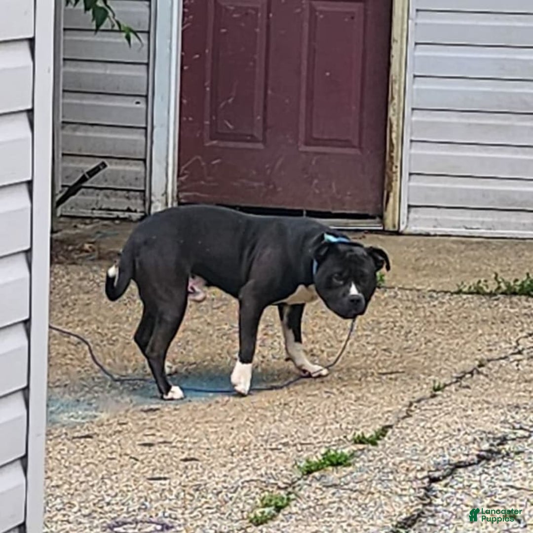 American Pit Bull Terrier dogs for sale: Baby Chop - Image 4