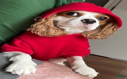 Cavalier King Charles Spaniel dogs for sale: Mila - Image 6
