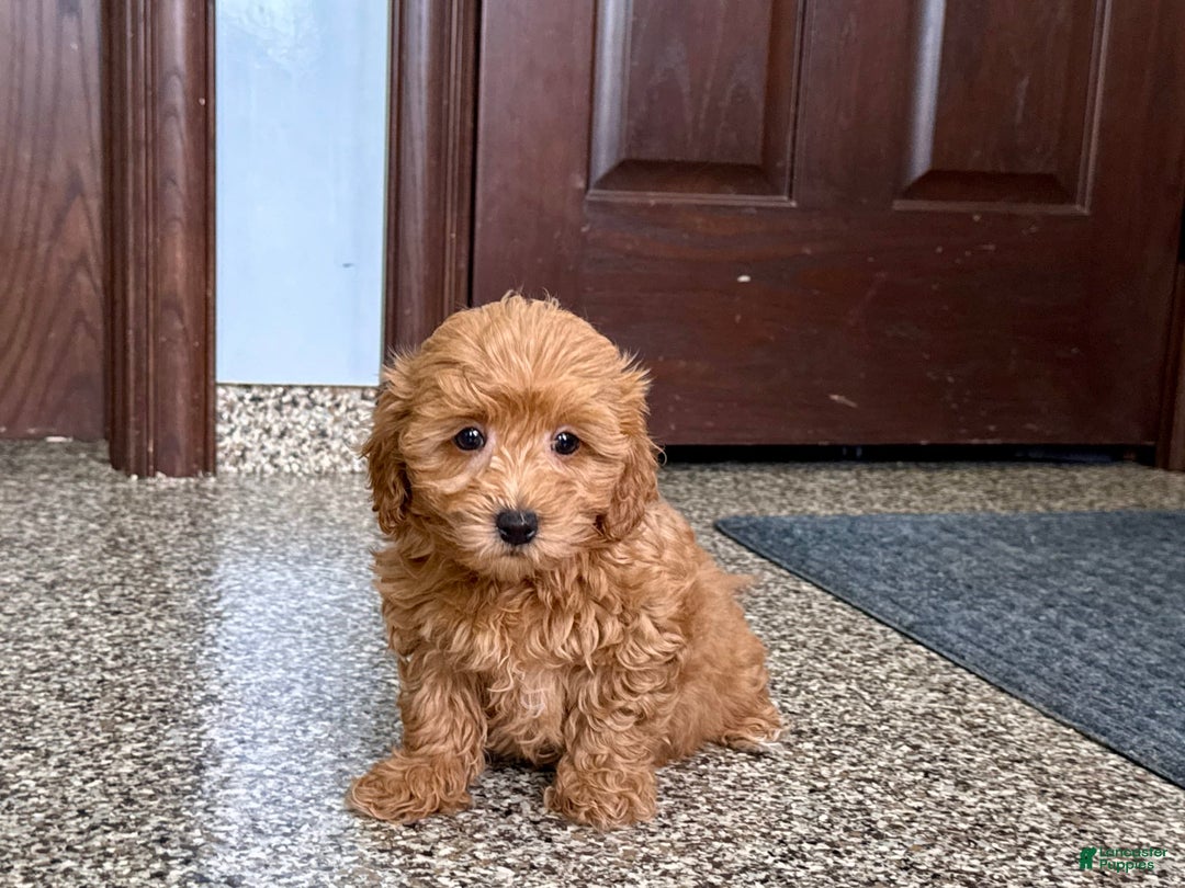 Coton De Tulear dogs for sale: Sally - Image 3
