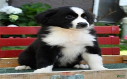 Australian Shepherd dogs for sale: Brenda - Image 9