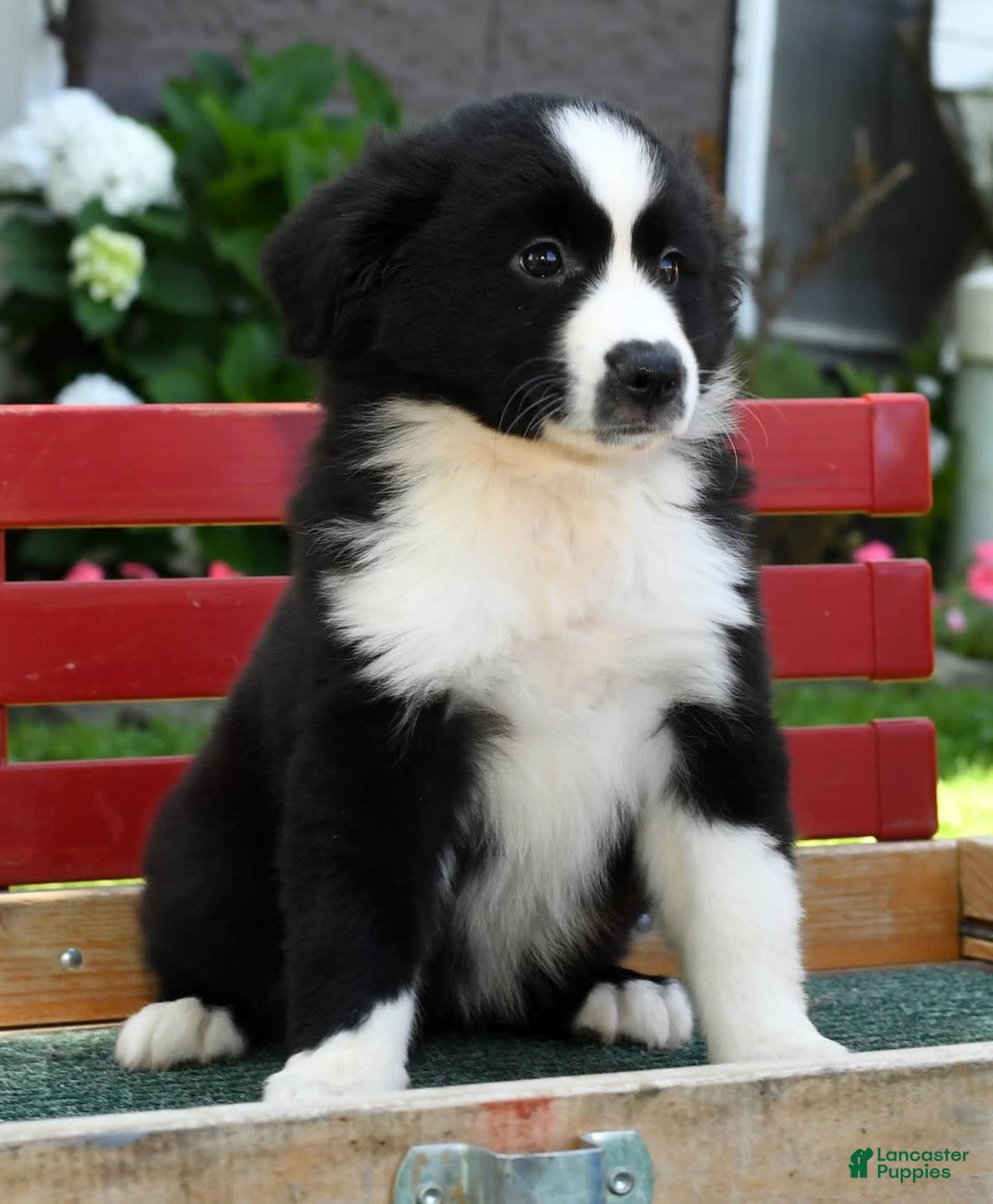 Australian Shepherd dogs for sale: Brenda - Image 9