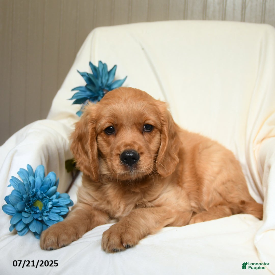 Miniature Golden Retriever dogs for sale: Ronald - Image 1