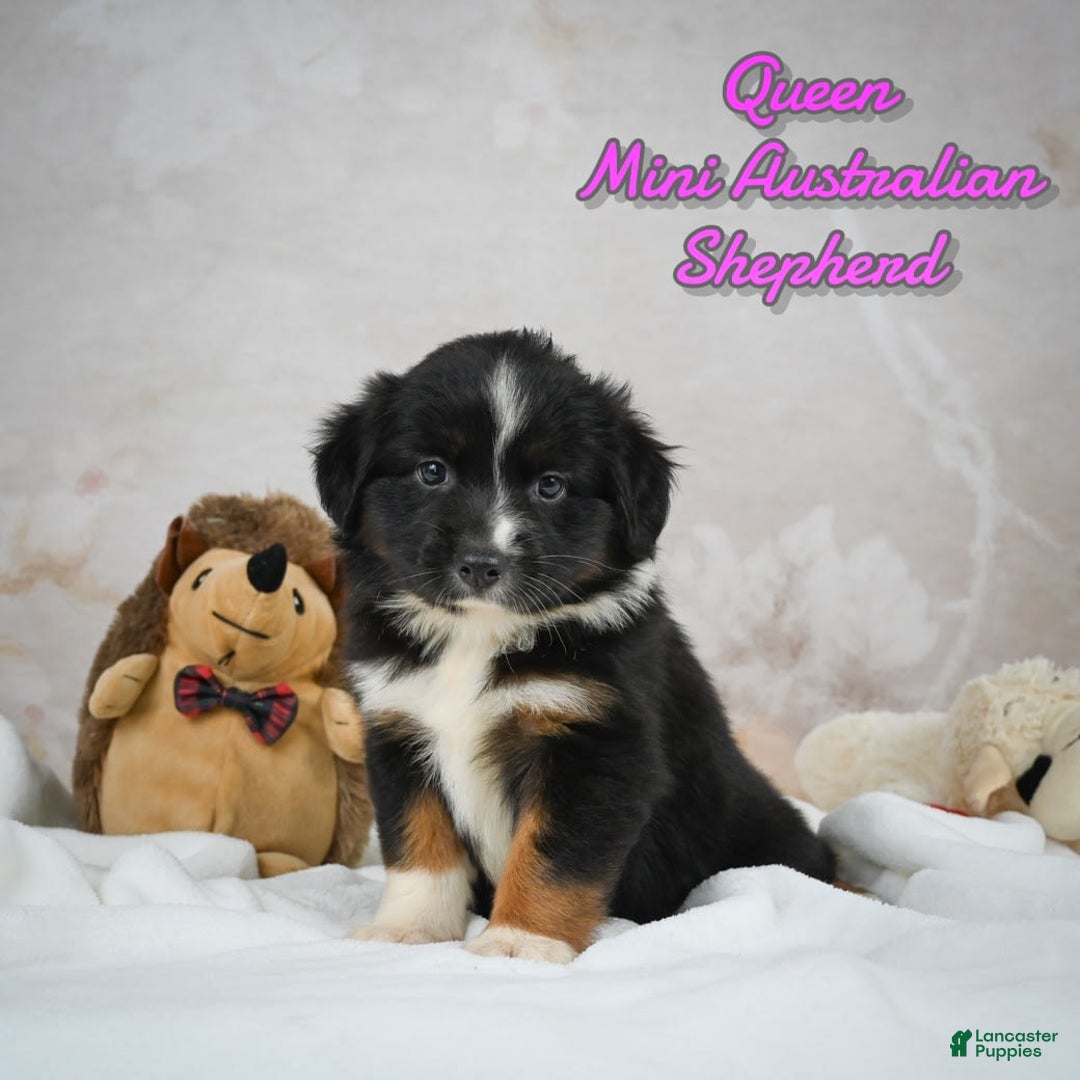 Miniature Australian Shepherd dogs for sale: Miniature Australian Shepherd 5 puppies - Image 1