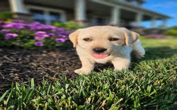 Labrador Retriever dogs for sale: Summer - Image 5
