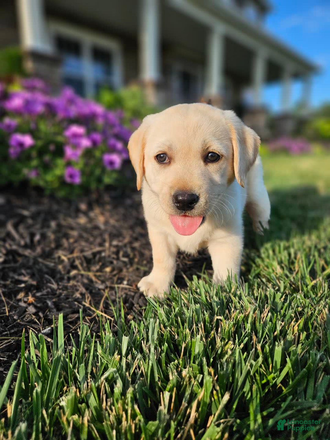 Labrador Retriever dogs for sale: Summer - Image 5