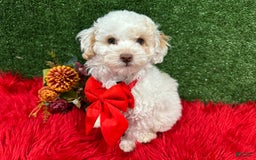Toy Poodle dogs for sale: Bola De Nieve - Image 4