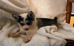 Pomsky dogs for sale: Sweet Rain - Image 23
