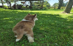 Siberian Husky dogs for sale: Oakley - Image 7
