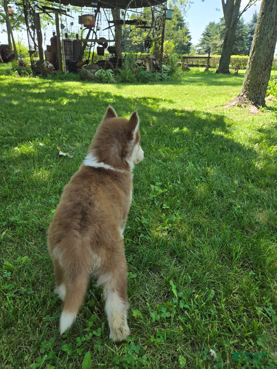 Siberian Husky dogs for sale: Oakley - Image 7